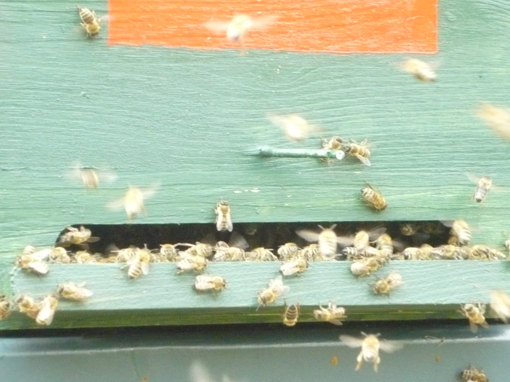 Méheink napozás közben